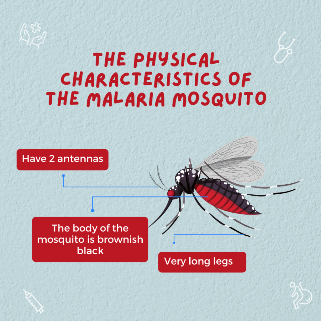 malaria mosquito- anopheles